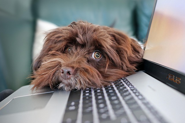Mascotas y Computadoras: ¿Una Amistad Peligrosa? Guía de Riesgos y Prevención
